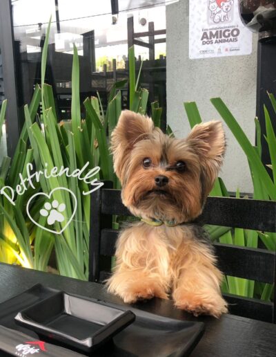melhor restaurante japonês de Santos petfriendly